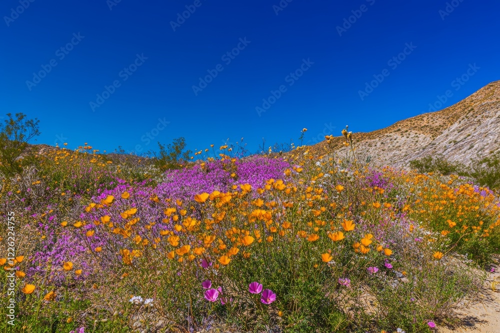 Fototapeta premium Colorful wildflower bloom in a desert landscape during springtime under a clear blue sky