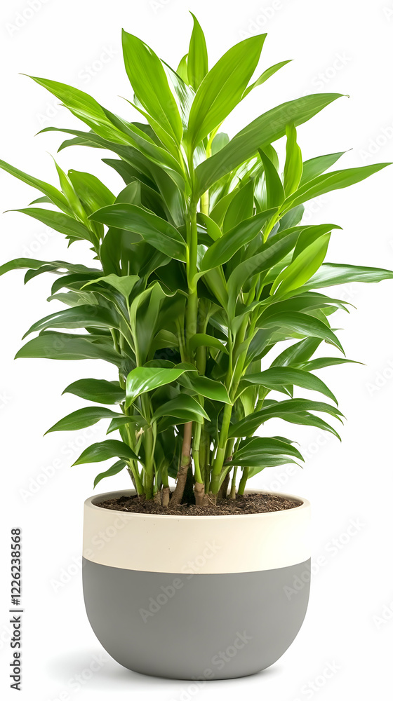 Fototapeta premium Green plant pot, studio shot, white background, home decor