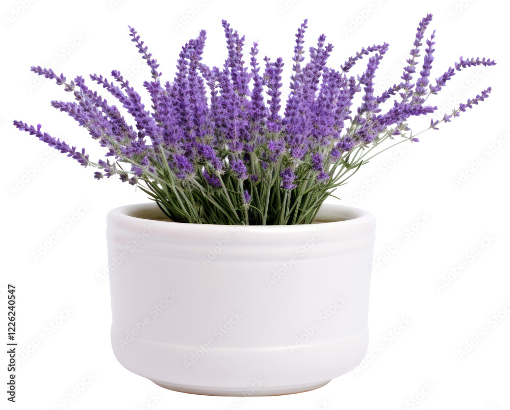 Fototapeta premium PNG Lavender in white pot