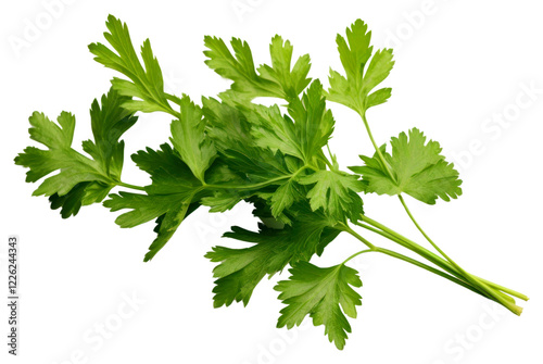 PNG Parsley herb herbs plant green.