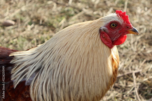 Poulet blanc et noir photo