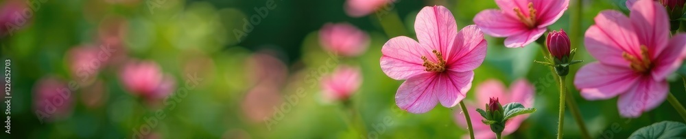 Delicate pink geranium flowers in a lush garden, botanical garden, flowers in garden, pink blooms Delicate pink geranium flowers in a lush garden, botanical garden, flowers in garden, pink blooms