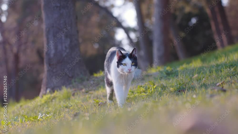 cat comes and walks in the forest at sunset cat comes and walks in the forest at sunset