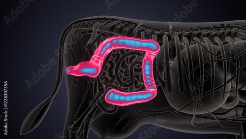 cow digestive system lungs and large intestine system anatomy. 3d illustration