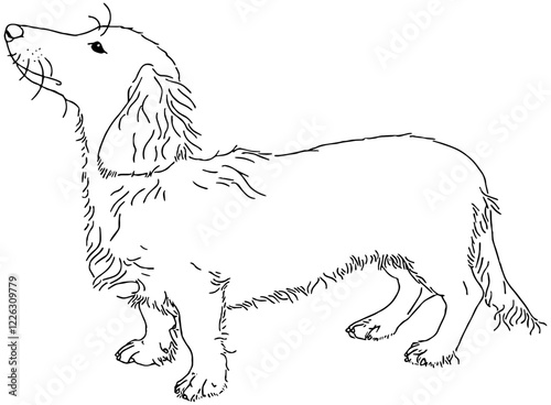 illustration of a dachshund dog