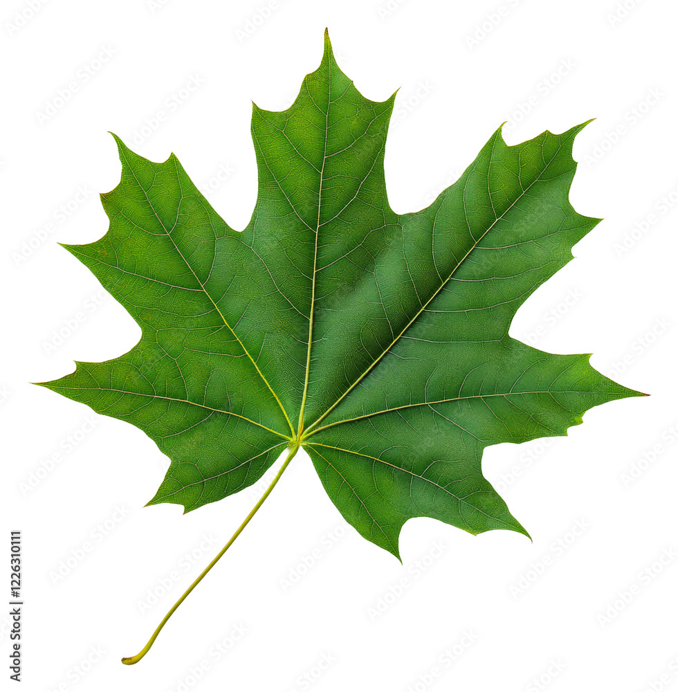 Fototapeta premium Majestic green maple leaf with detailed texture isolated on transparent background