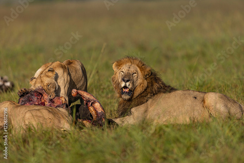 Photography LIONS
