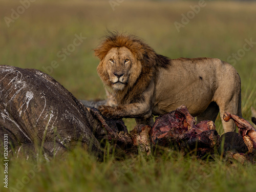 Photography LIONS