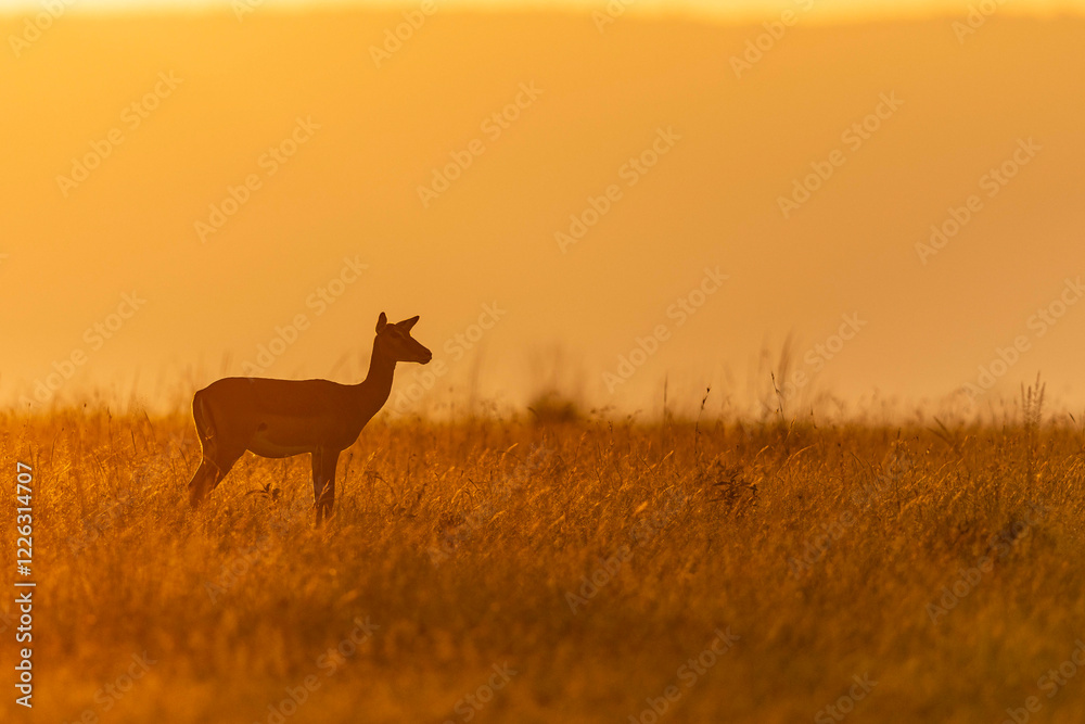 Naklejka premium deer in the field