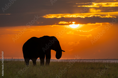 Photography elephant at sunset
