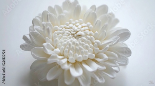 Pure White Chrysanthemum: A Study in Serenity