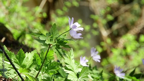 【山野草】キクザキイチゲ （菊咲一華／菊咲一花）： Anemone pseudo-altaica 240423-1 photo