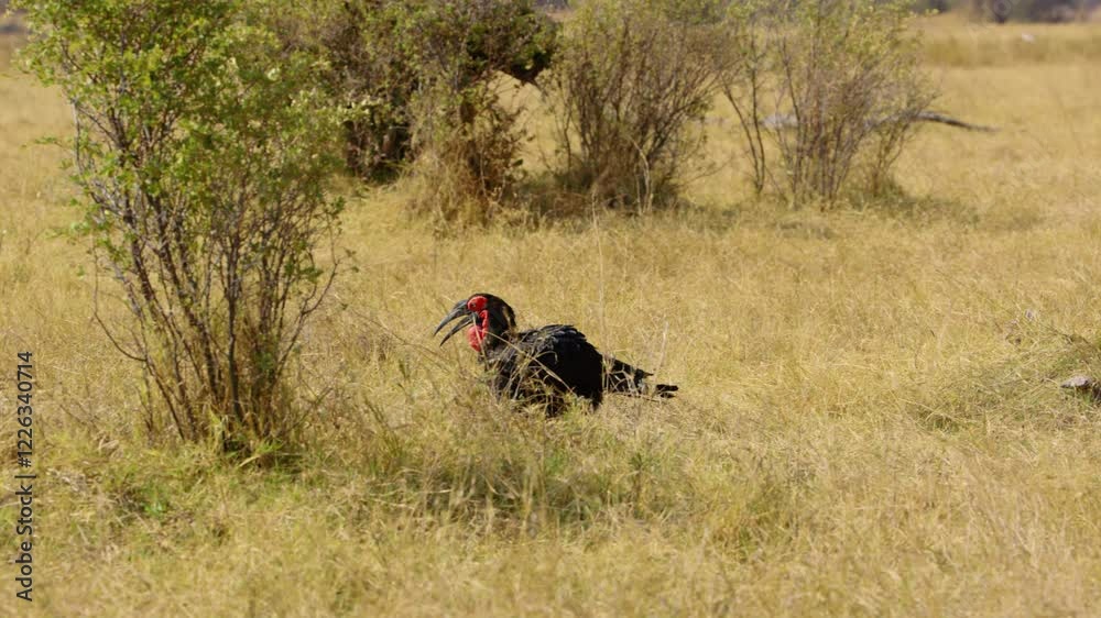 Close-up video of a Southern Ground Hornbill (Bucorvus Leadbeateri) searching for food in the yellow grass and bushes of the Khwai Moremi Game Reserve in South Africa. The bird's bright red throat and Close-up video of a Southern Ground Hornbill (Bucorvus Leadbeateri) searching for food in the yellow grass and bushes of the Khwai Moremi Game Reserve in South Africa. The bird's bright red throat and