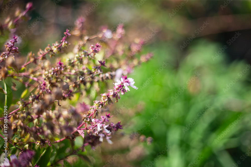 Close up of fresh basil flowers in the garden, selective focus Close up of fresh basil flowers in the garden, selective focus