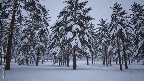 Wallpaper Mural Serene Winter Forest: Snow-Covered Pine Trees in a Peaceful Landscape Torontodigital.ca