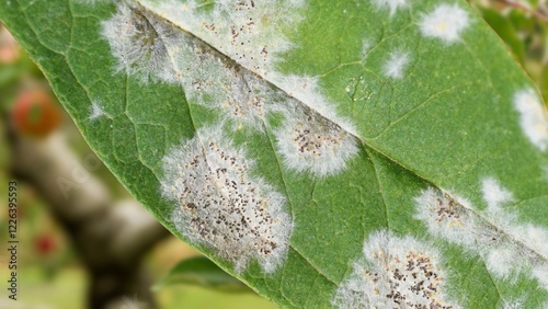 Powdery mildew, podoshpaera leucotricha on an apple tree. Apple leaves infected and damaged by fungus disease
 photo