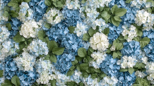 Blue and White Hydrangea Floral Arrangement: A Textured and Vibrant Floral Backdrop