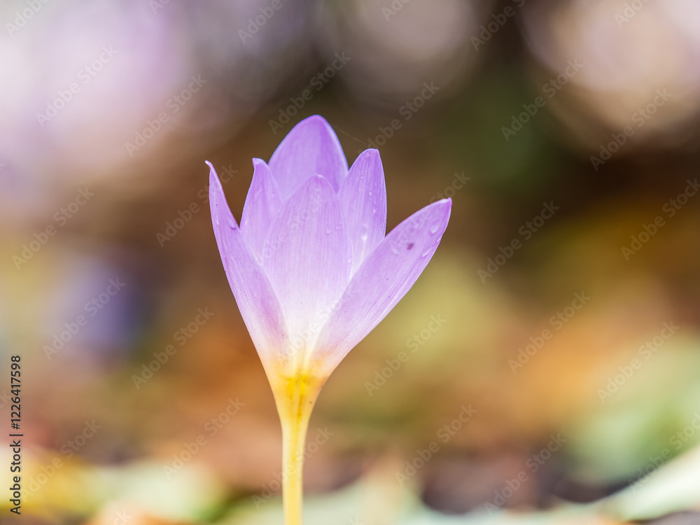 Fototapeta premium Autumn purple crocuses bloomed above the ground.