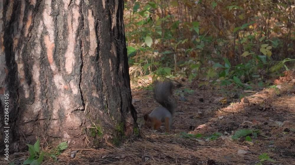 Two European squirrels running and searching for food near a pine tree in a vibrant forest, basking in the warm sunlight of a beautiful autumn day Two European squirrels running and searching for food near a pine tree in a vibrant forest, basking in the warm sunlight of a beautiful autumn day