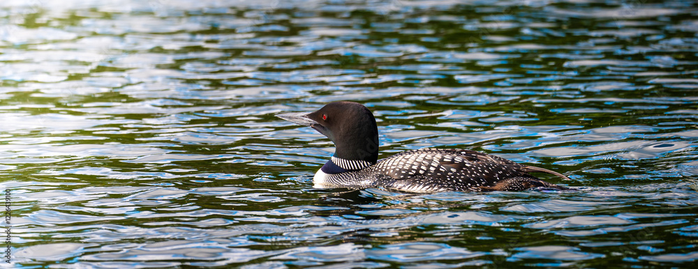 A beautiful Common Loon swims on the water of a Minnesota lake.