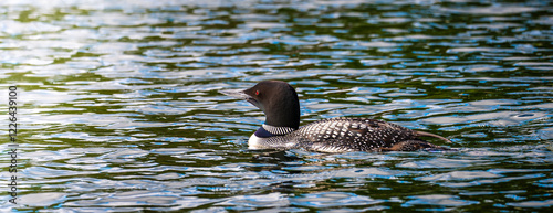 Obraz na płótnie A beautiful Common Loon swims on the water of a Minnesota lake. w salonie