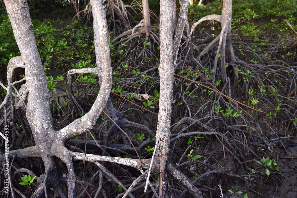 mangrove, Mangrove forest, wild mangrove forest, Mangrove forests are ecosystems mangrove, Mangrove forest, wild mangrove forest, Mangrove forests are ecosystems