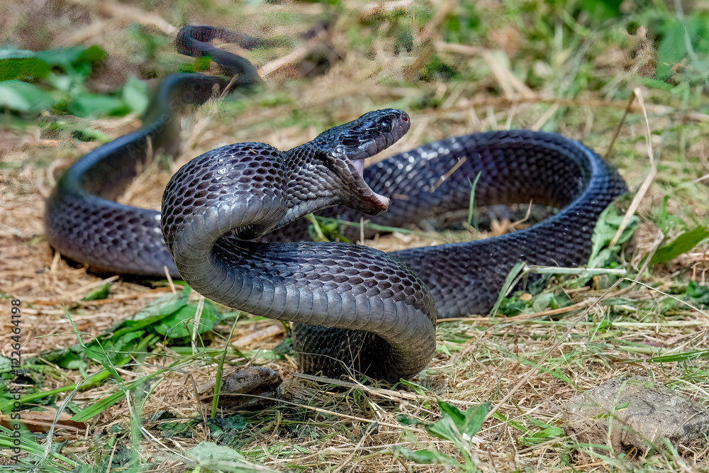 Big black boiga snake attack aggressively Big black boiga snake attack aggressively