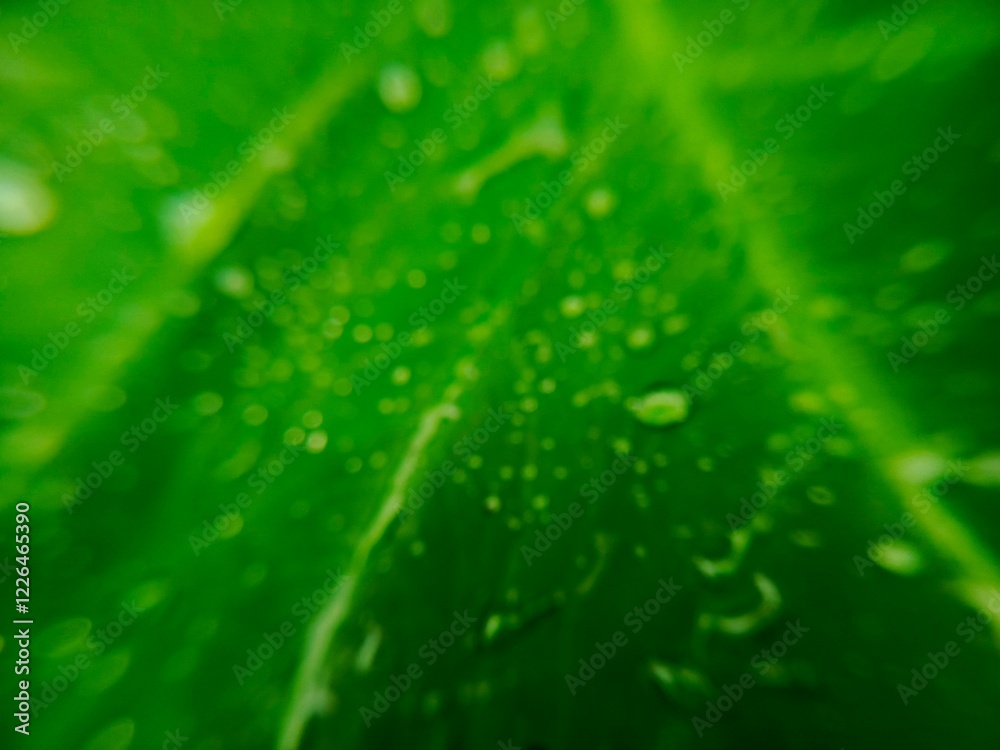 Macro perspective of rain drops on green taro leaf Macro perspective of rain drops on green taro leaf