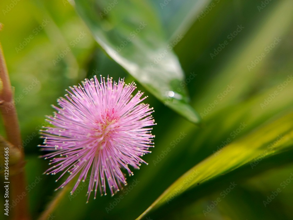 Pink embarrassed princess flowers grow wild Pink embarrassed princess flowers grow wild