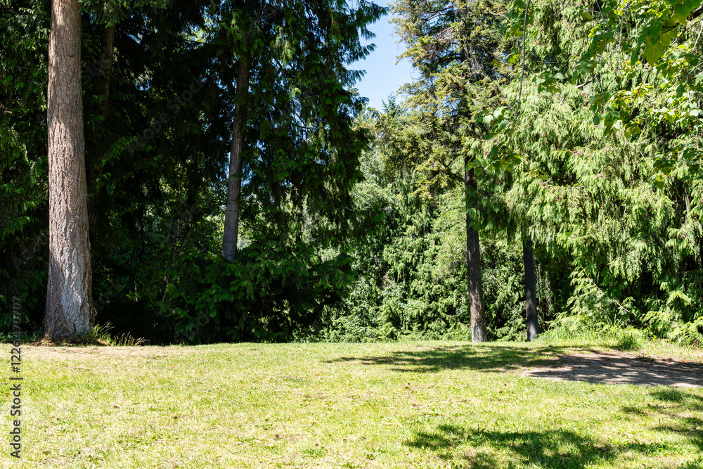 Obraz premium Park scenery with grassland and fresh green forest in bright summer day