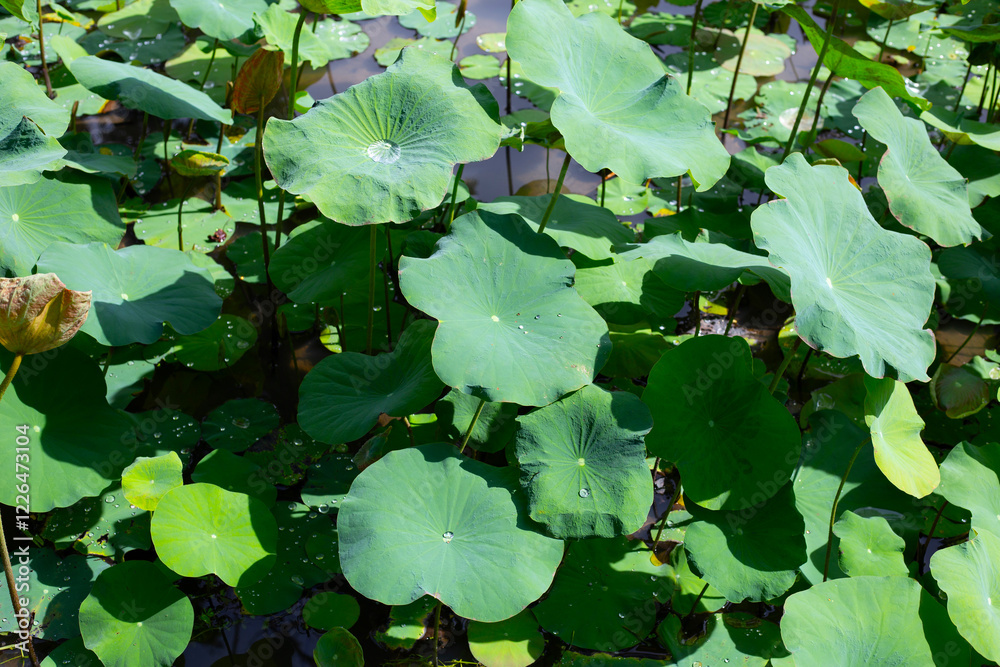 Beautiful green leaves of lotus flower in pond Beautiful green leaves of lotus flower in pond
