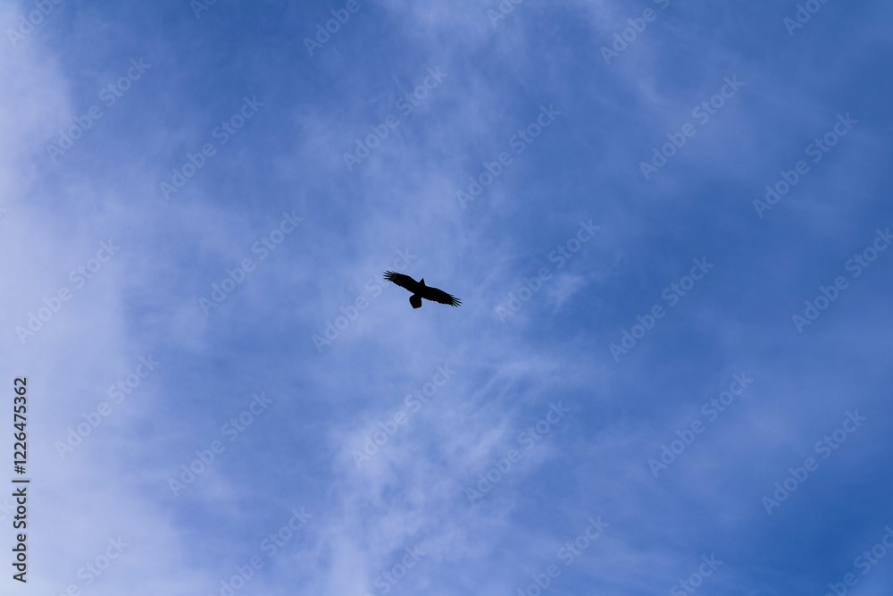 Fototapeta premium The eagle soars in the sky.