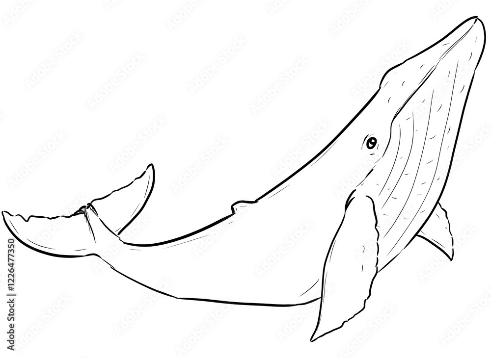 Fototapeta premium humpback whale drawing digital illustration isolated