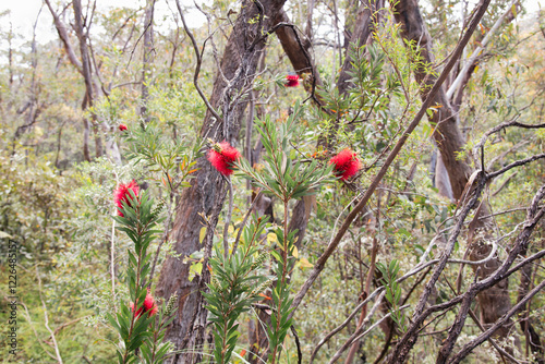 Australian native flora in the bush - bottlebrush 