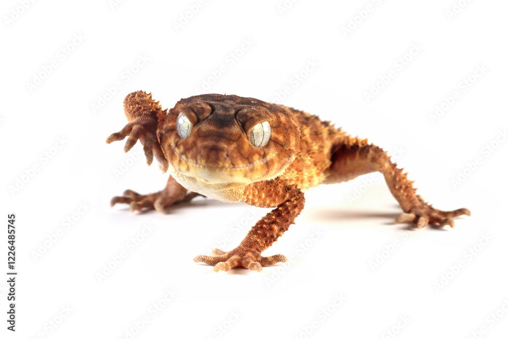 Naklejka premium Centralian rough knob-tail gecko (Nephrurus amyae) isolated on white background, Nephrurus amyae or centralian rough knob-tailed gecko isolated on white background