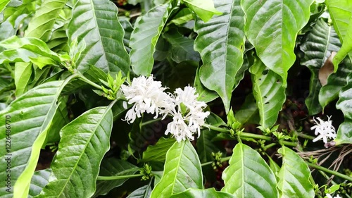 Coffee plant flower in coffee plantation in Mudigere, Karnataka, India. photo