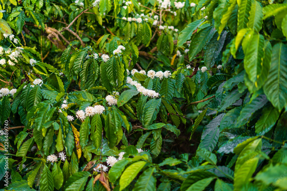 Fototapeta premium Coffee plant flower in coffee plantation in Mudigere, Karnataka, India.