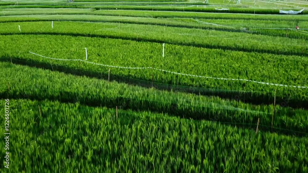 aerial panorama of agrarian rice fields landscape in the village of Central Java, like a terraced rice fields ubud Bali ASIA Indonesia aerial panorama of agrarian rice fields landscape in the village of Central Java, like a terraced rice fields ubud Bali ASIA Indonesia