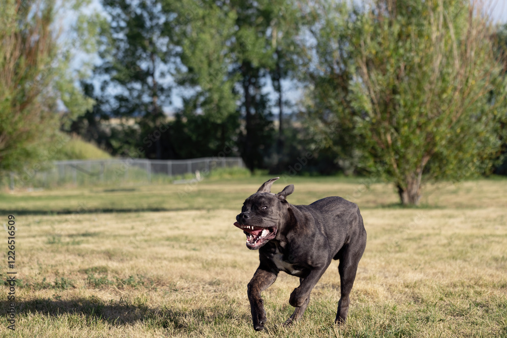 Cane Corso puppy having fun running in the back yard or park with loose skin on his face making goofy silly funny expression Cane Corso puppy having fun running in the back yard or park with loose skin on his face making goofy silly funny expression