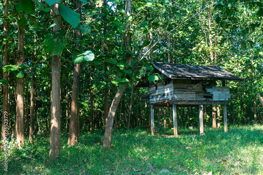 View of small old abandoned wooden hut in the natural teak forest in rainy season, Thailand. View of small old abandoned wooden hut in the natural teak forest in rainy season, Thailand.
