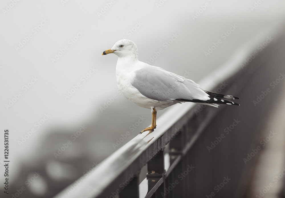 Obraz premium A seagull perches gracefully on a metal railing, gazing into the foggy distance. The misty background creates a serene and contemplative atmosphere.