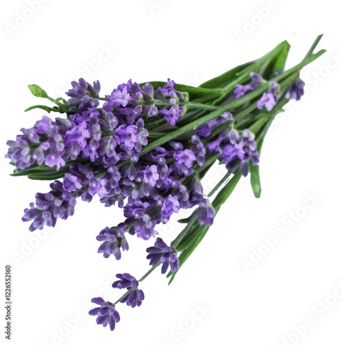 Lavender flowers isolated on white background