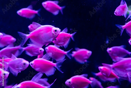 Foto Glowing in vibrant neon colors, fluorescent fish create a mesmerizing underwater spectacle