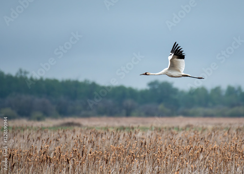 Whooping Crane flying over marsh on a cloudy day