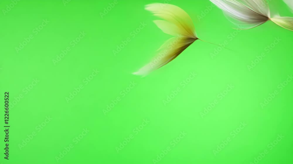 Silky feathers drop lightly from above. Green screen chromakey.