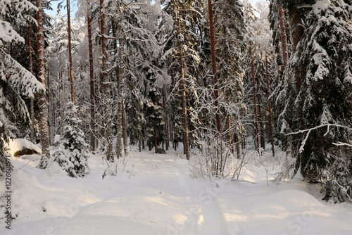 Photography Winter