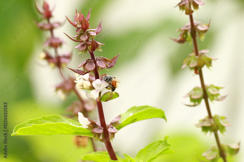 the fragrant flowers of the basil plant the fragrant flowers of the basil plant