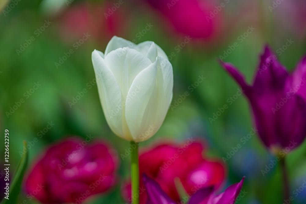 Tulips in a vibrant spring field in the Netherlands. Blooming spring flowers. Tulips flower in garden. Spring flowers blooming in the garden. Field of tulips. Spring flowers. Tulips in a vibrant spring field in the Netherlands. Blooming spring flowers. Tulips flower in garden. Spring flowers blooming in the garden. Field of tulips. Spring flowers.