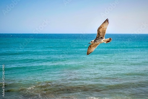 seagull in flight