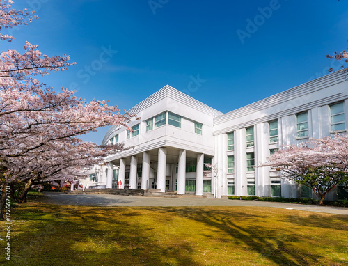 桜と学校